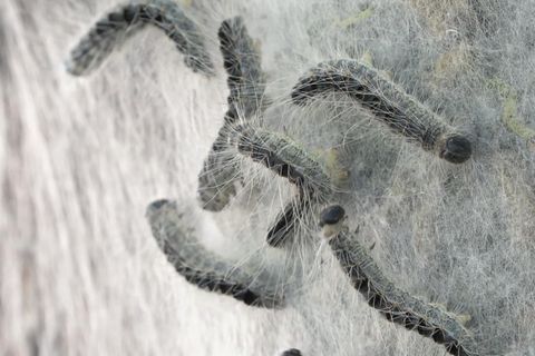 Eichenprozessionsspinner