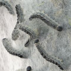 Eichenprozessionsspinner