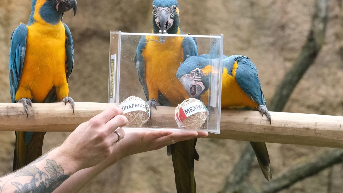 Papageien-prophezeien-Tipp-f-r-Mexiko-Zoo-Leipzig-startet-tierisches-WM-Orakel