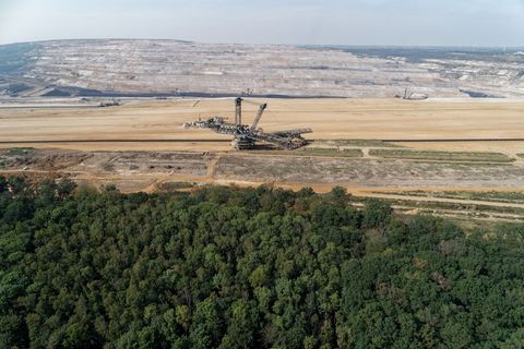 Der Hambacher Forst soll Urwald werden. (Archivbild) Foto: Henning Kaiser/dpa