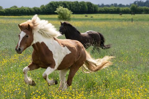 Das Pferd hatte an der Brust eine Verletzung. (Symbolbild) Foto: Boris Roessler/dpa