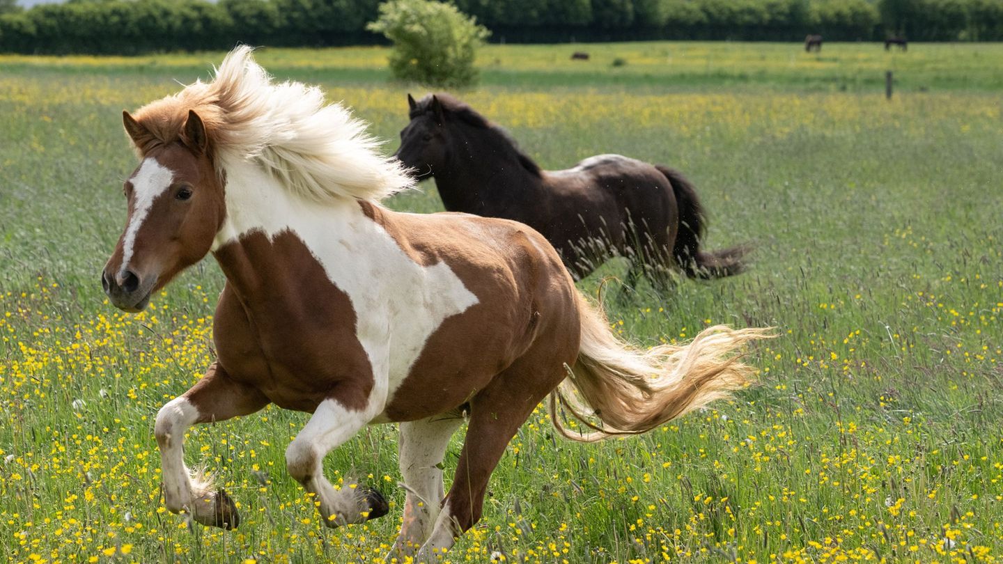 Tierschutzgesetz-Pferd-durch-Projektil-verletzt