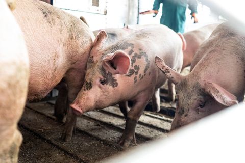 Die Betäubung von Schweinen mit CO2 ist umstritten, in der Europäischen Union aber erlaubt. (Archivfoto) Foto: Sina Schuldt/dpa