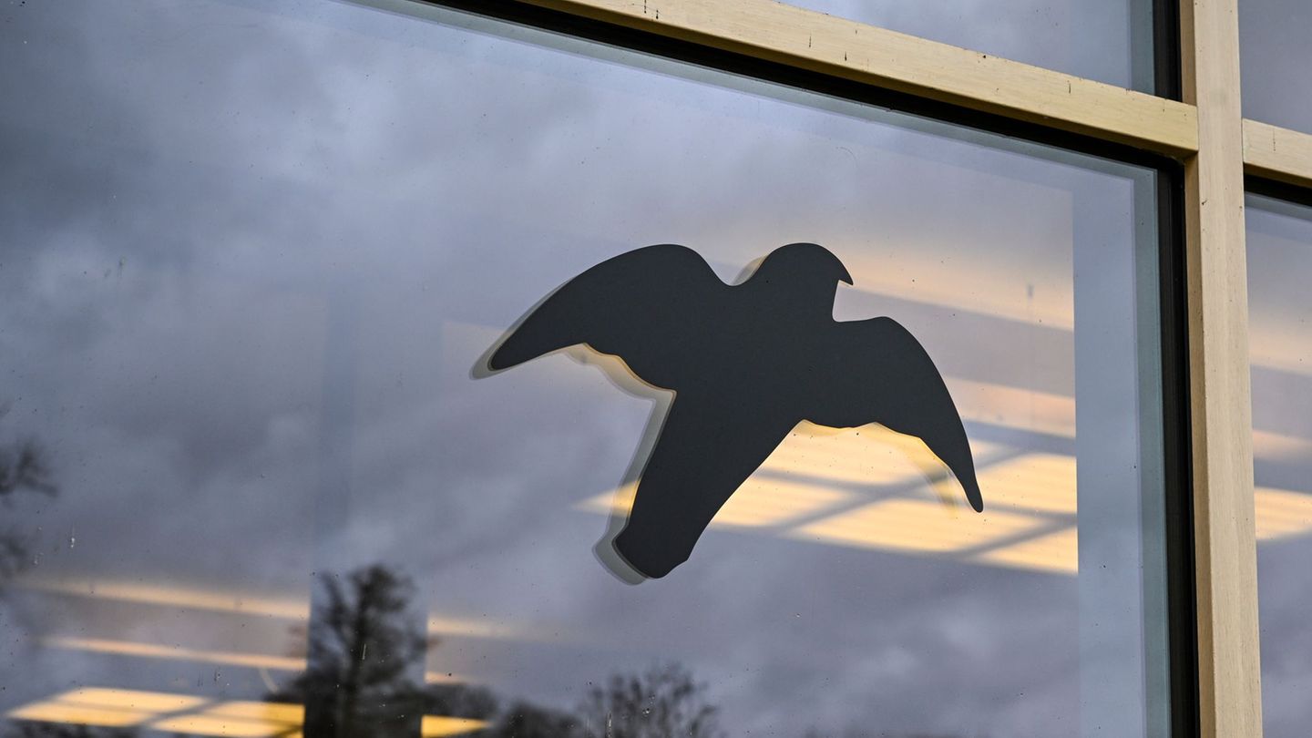 Tierschutz: Senat gibt Tipps gegen Vogelschlag an Fenstern