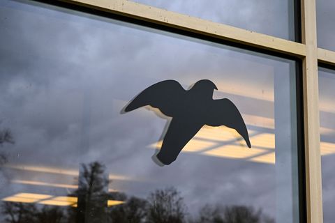 Glasscheiben stellen für Vögel auch in Berlin ein großes Risiko dar. (Symbolbild) Foto: Jens Kalaene/dpa