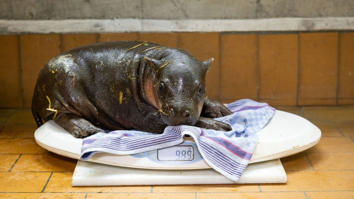 Tiere: Berliner Zwergflusspferd-Jungtier erkundet Außengeheg