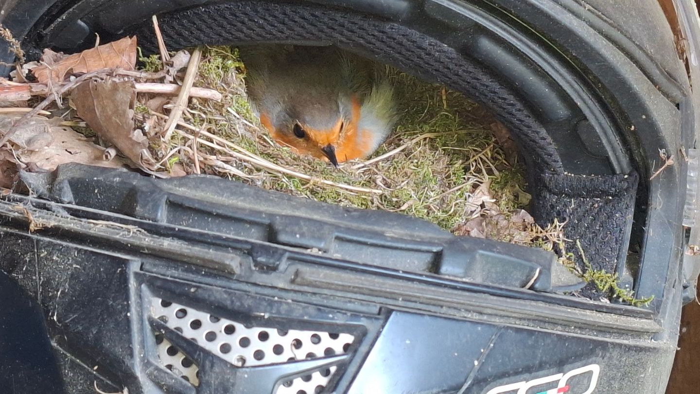Tierisch gemütlich: Rotkehlchen brütet in Motorradhelm
