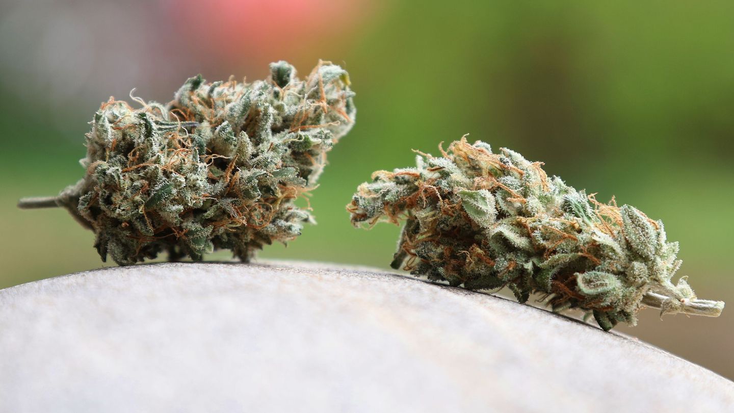 Durchsuchungen und Festnahme: Firmennetzwerk für Cannabis-Sc