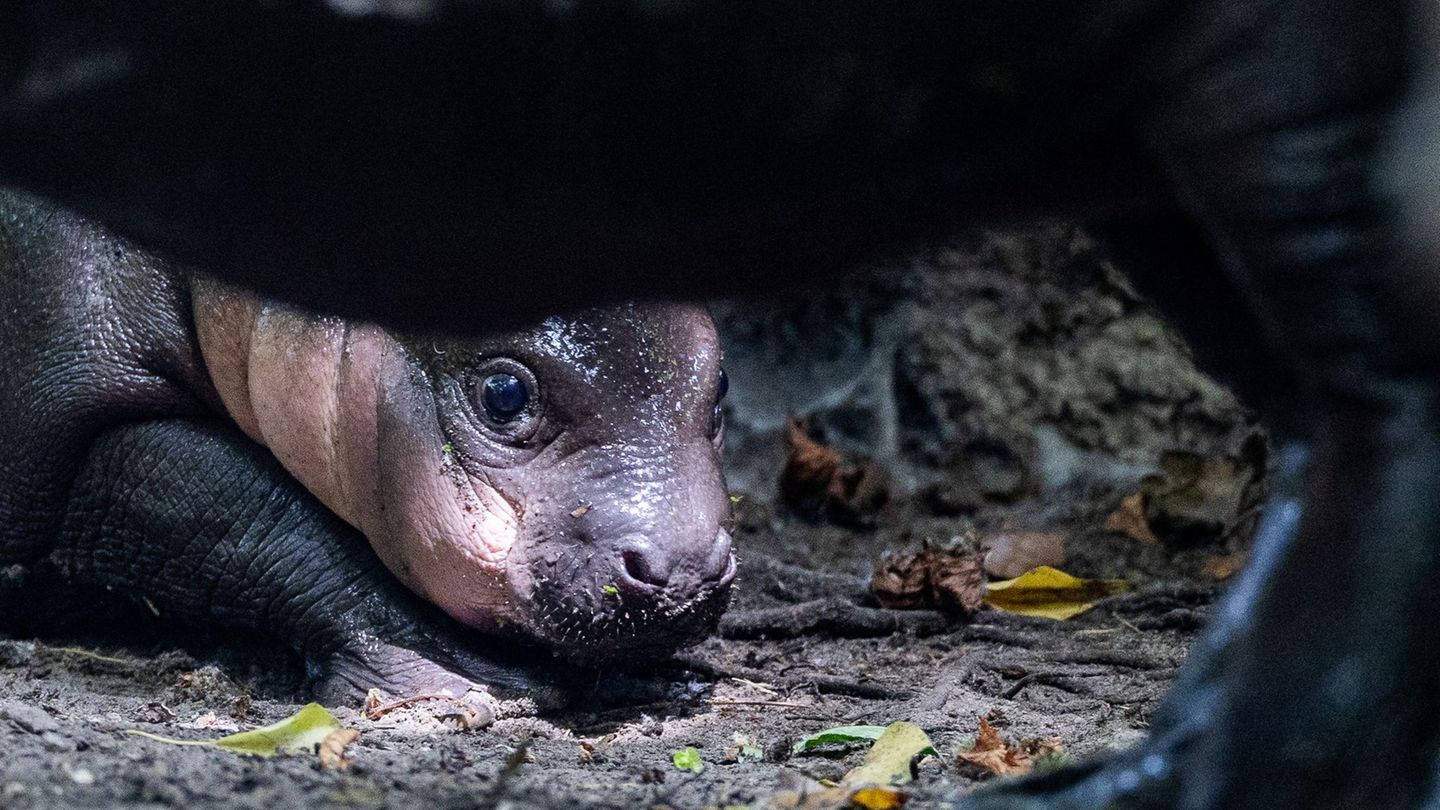 Tiere: Junges Zwergflusspferd aus Berlin heißt Brötchen