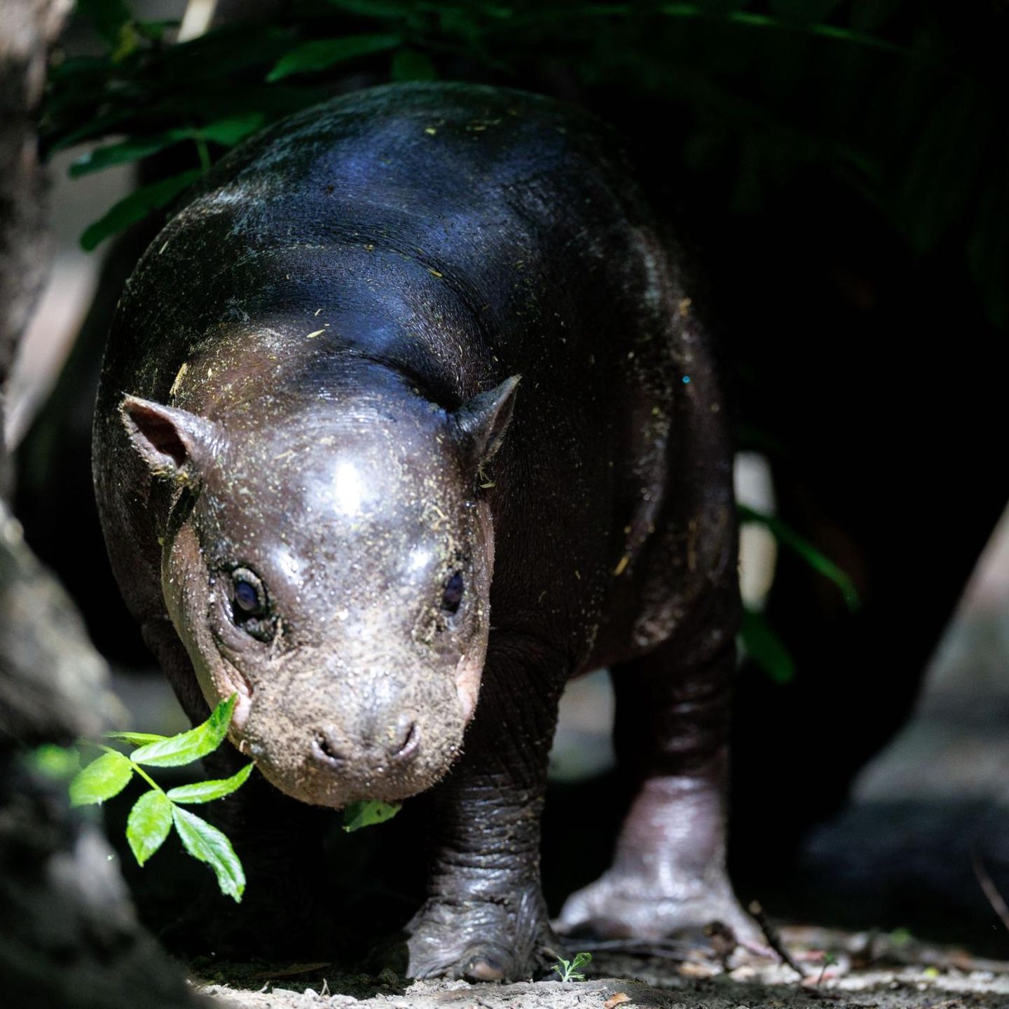 Berlin, Deutschland. Ein einmonatiges Zwergflusspferdmädchen erkundet die Außenanlage der „Hippo-Bay“ im Berliner Zoo. Nun teilt der Zoo mit: Die Kleine heißt „Brötchen“. „Tiere nach Nahrungsmitteln zu benennen, scheint derzeit ein beliebter Internettrend zu sein“, erklärte Zoodirektor Andreas Knieriem. Warum der Nachwuchs aber nicht „Schrippe“ heißt, wie man in Berlin eigentlich zu Brötchen sagt, bleibt vorerst ein Geheimnis.