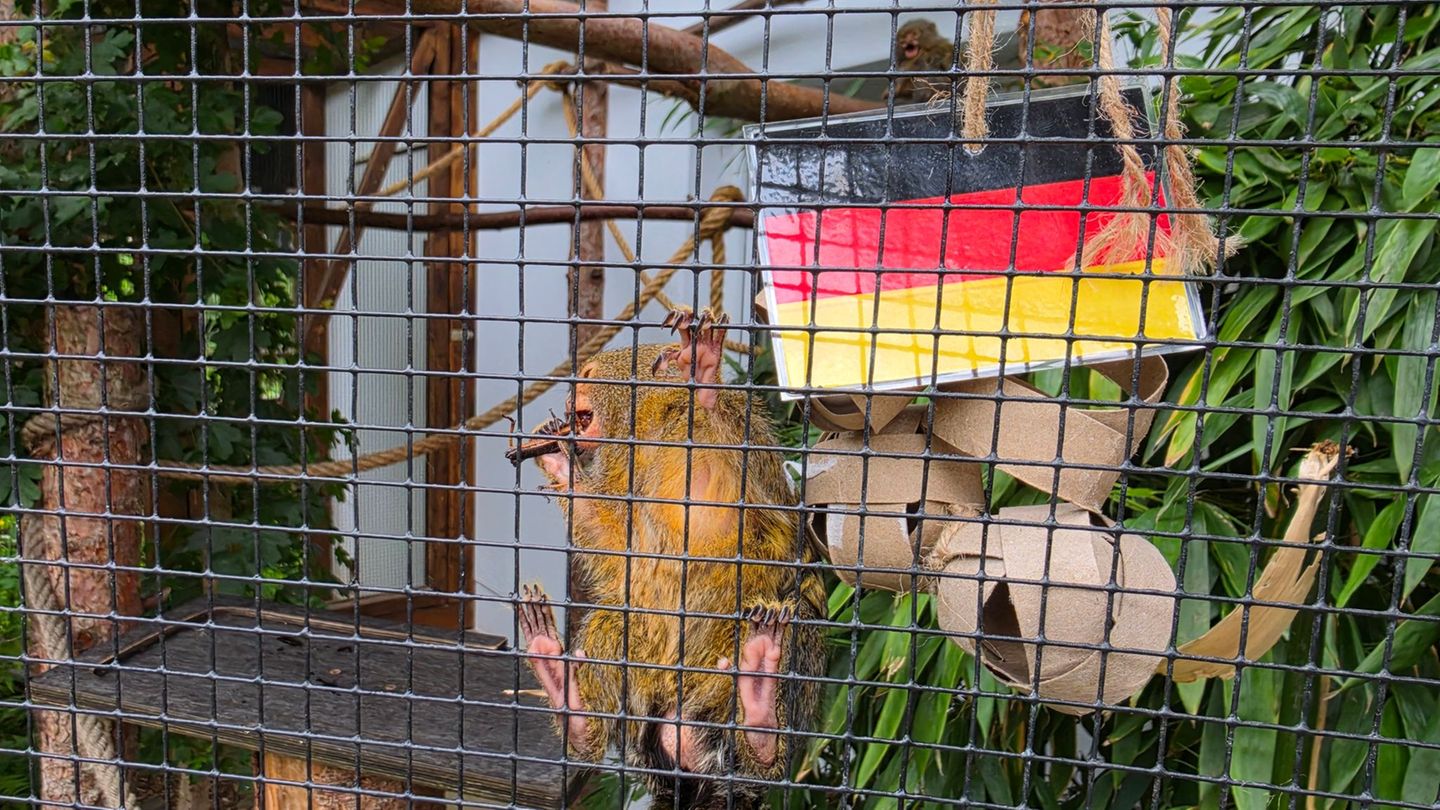Fußball-WM: Elefant, Äffchen & Co: Tierische Fußball-Tipps zur WM