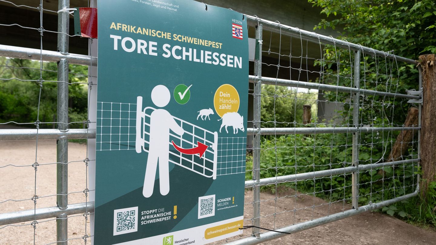 Tierseuche: Zwei Jahre Schweinepest: Wie sieht es derzeit aus?