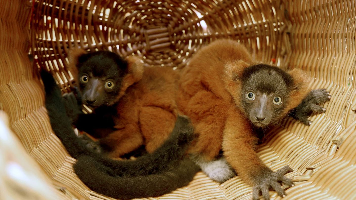 Vogelpark Marlow: Lemuren-Nachwuchs: Rote Varis entwickeln sich gut