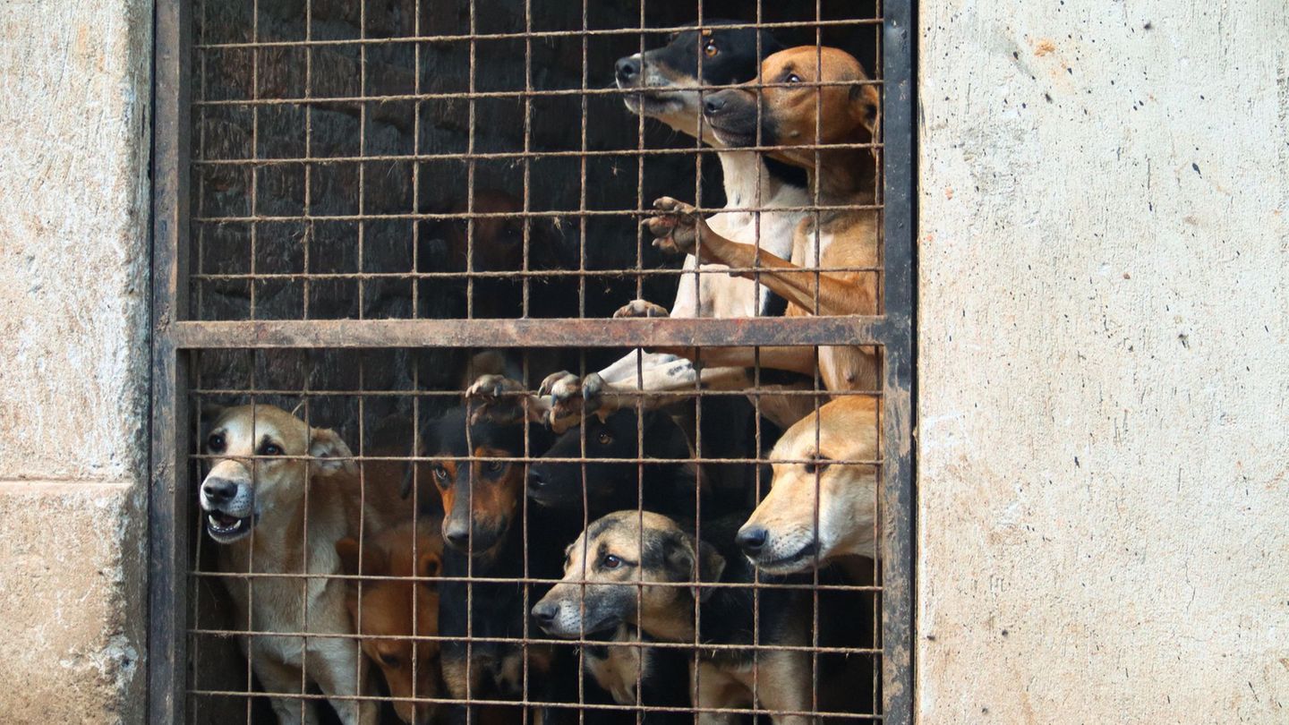 Fachkonferenz auf Bali: Tierquälerei für Klicks: Warum Gewaltvideos im Netz boomen