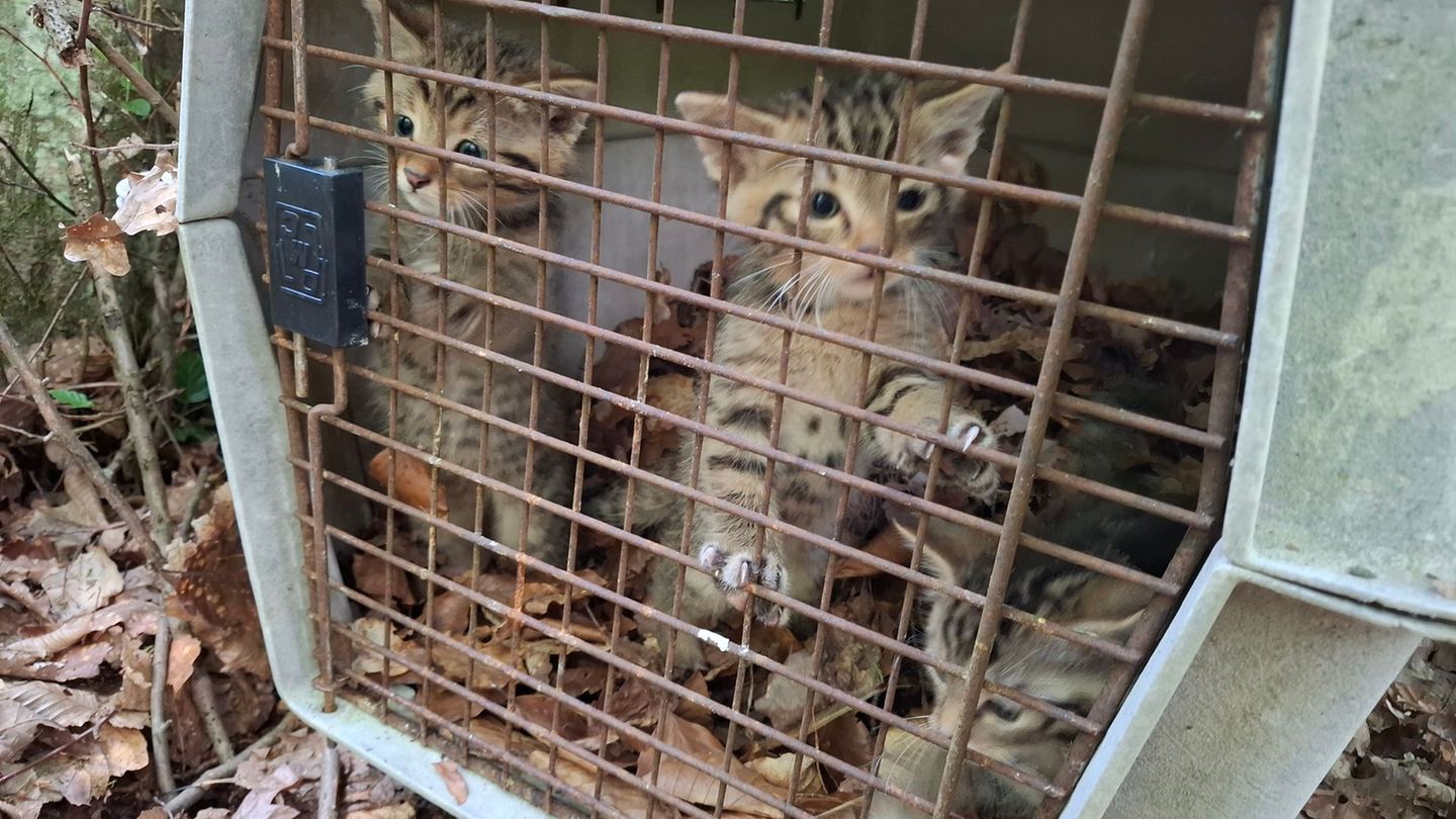 Rettungsaktion für Wildkatzen: Irrtum im Wald wird zur Gefahr für drei kleine Katzen