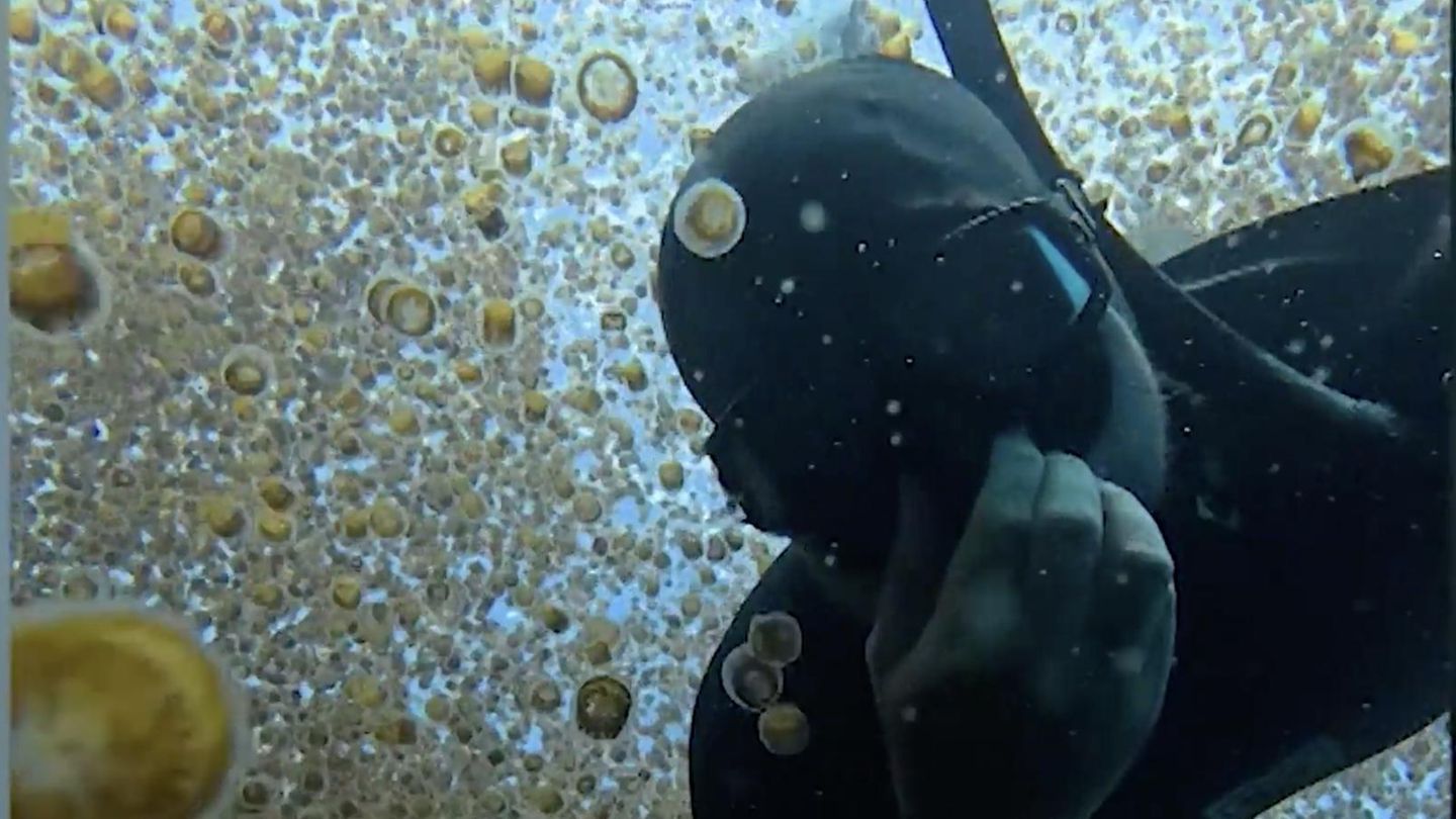 Einzigartige Aufnahmen: XXL-Quallenschwarm – Taucher schwimmt durch „Unterwasser-Galaxie“