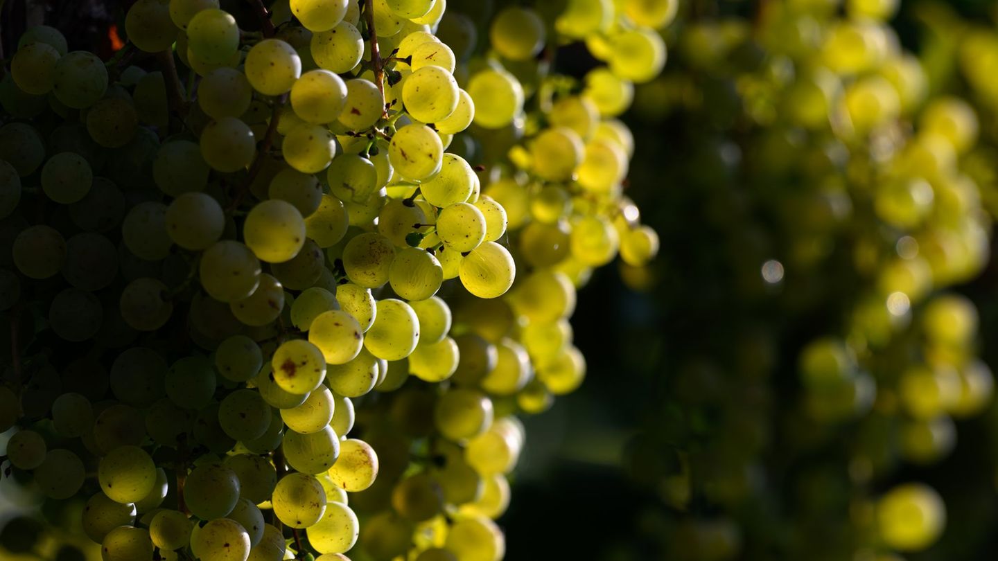Weinbau: Winzer produzieren 2025 mehr Wein