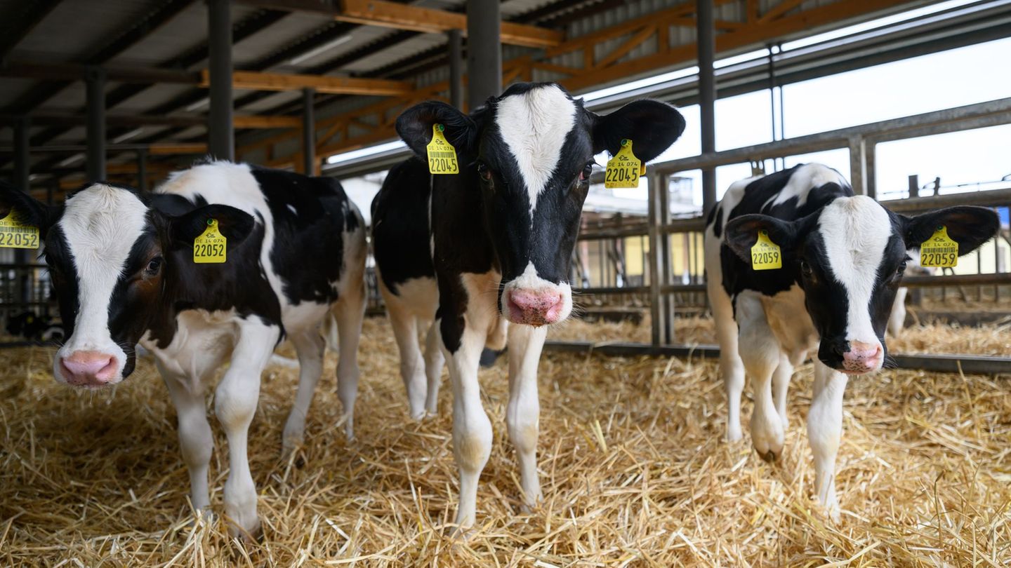 Landwirtschaft: Tiere und Technik zum Anfassen – Bauern öffnen ihre Hoftore