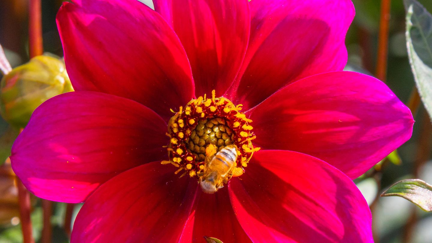 Summen auf dem Balkon: Bienen und Hummeln lieben diese acht Balkonblumen