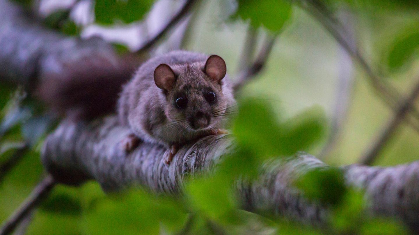 Fotostrecke: Siebenschläfertag: Auch diese Tiere können das Wetter vorhersagen