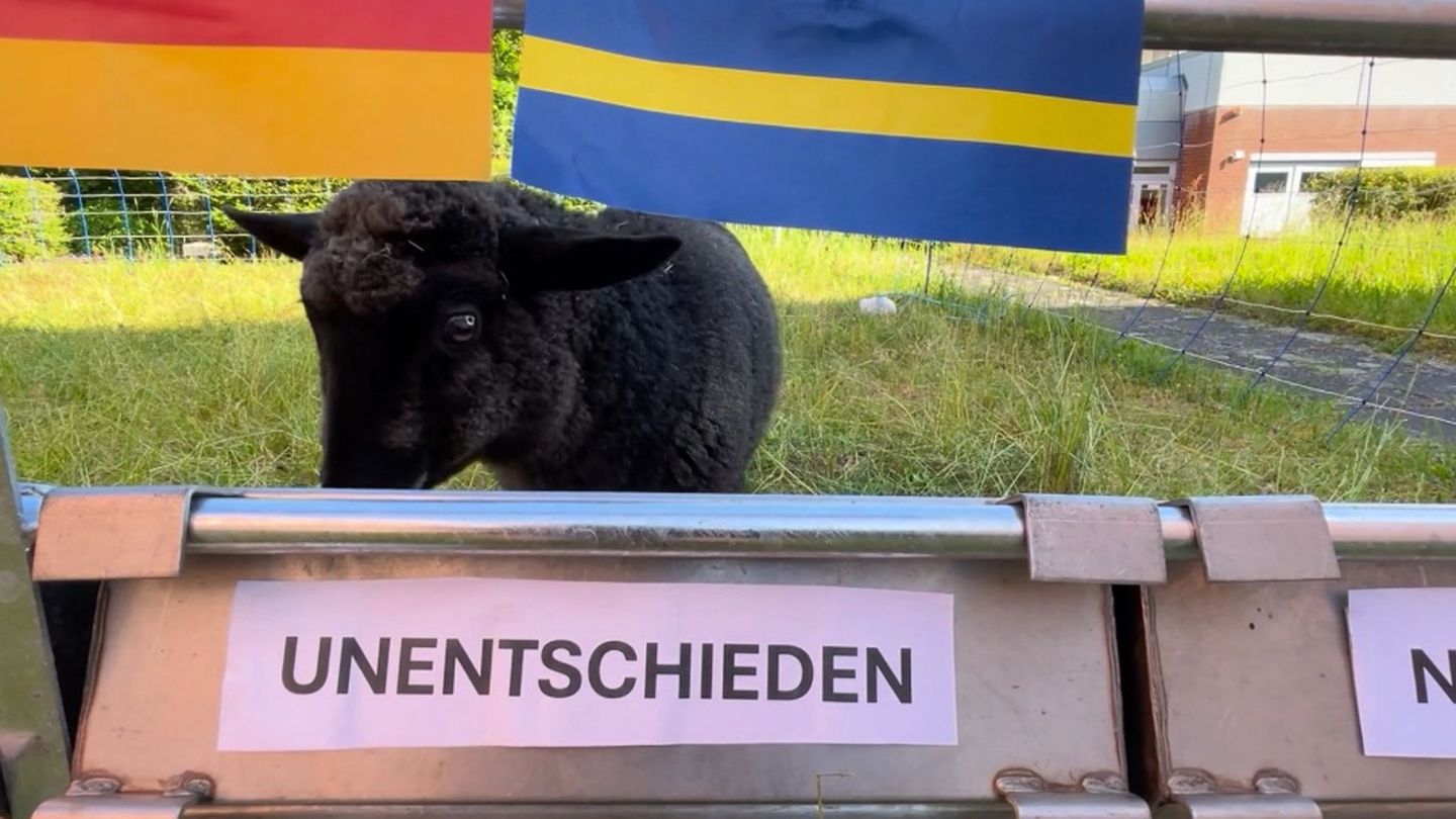 WM-Orakel: Schaf Tina tippt auf Unentschieden bei Deutschland-Spiel