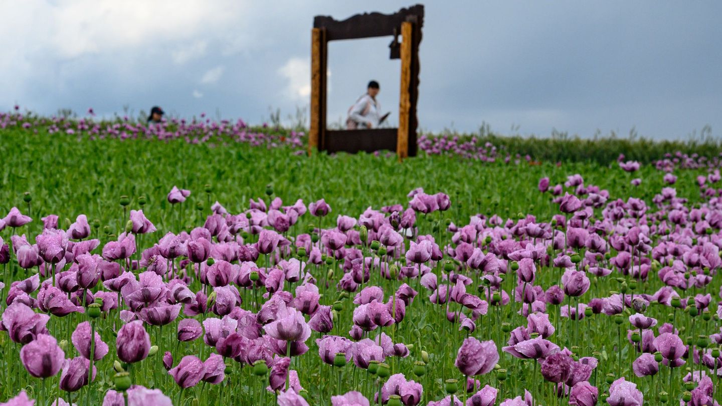 Touristenattraktion: Saisonstart: Wo der Mohn im Werra-Meißner-Kreis blüht