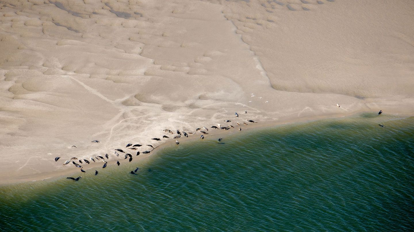 Population von Meeressäugern: Flug zwischen Watt und Wolken – so werden Seehunde gezählt