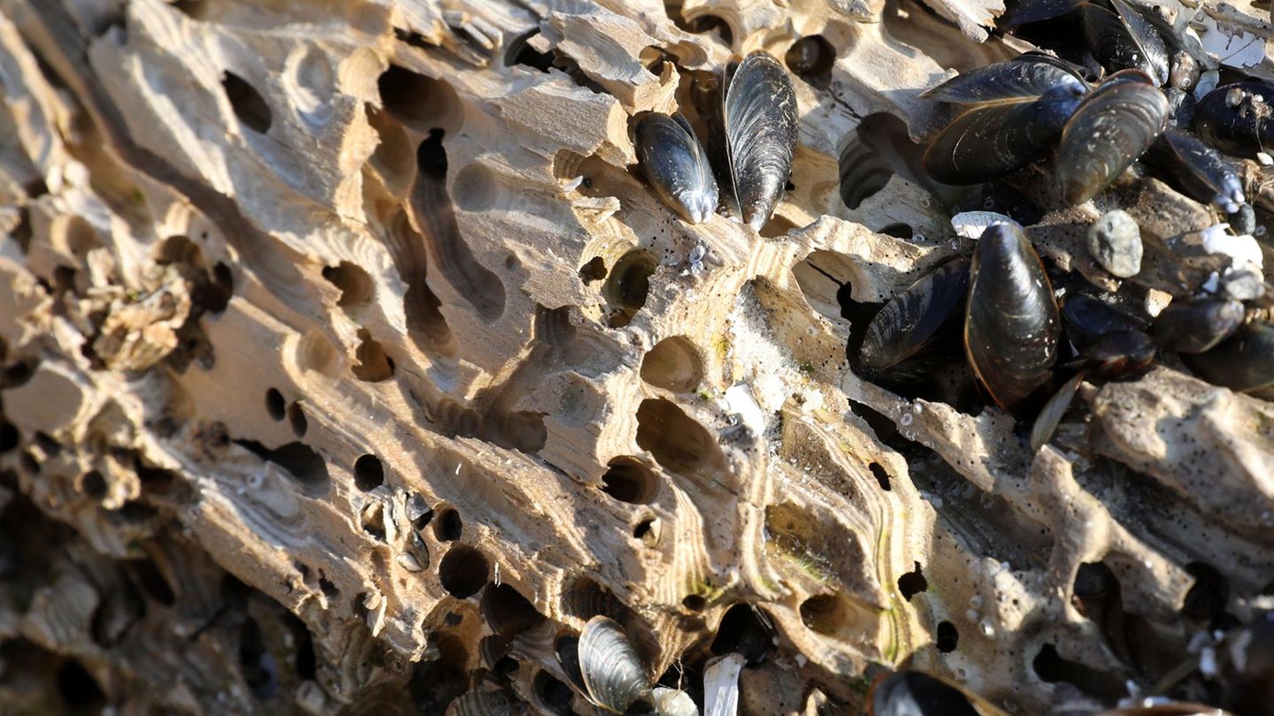 Ma-nahmen-laufen-Schiffsbohrmuscheln-zerfressen-Holzpf-hle-an-der-Ostseek-ste