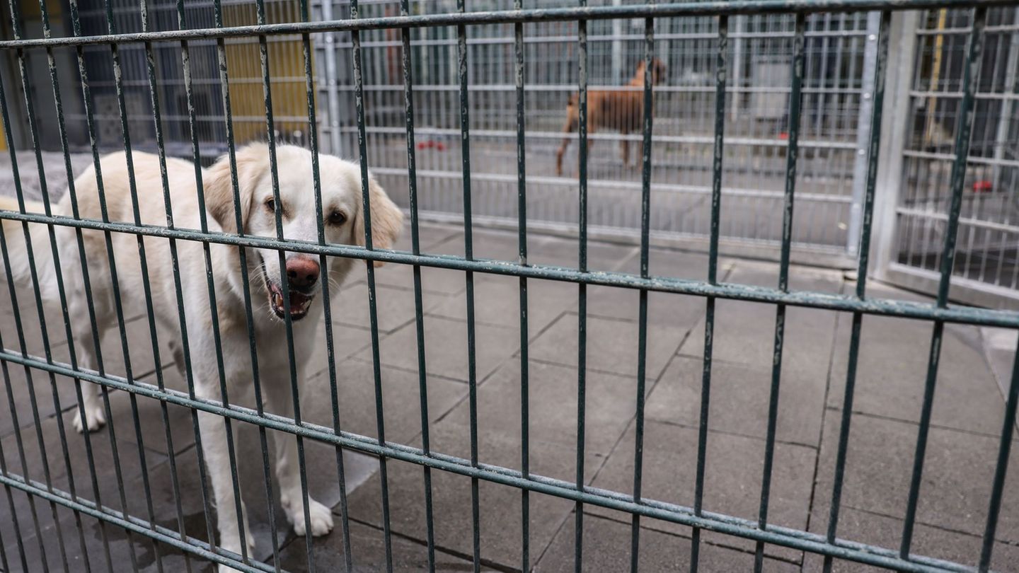 Hund-war-ausgeb-xt-Hundebesitzer-soll-Menschen-mit-Leine-geschlagen-haben