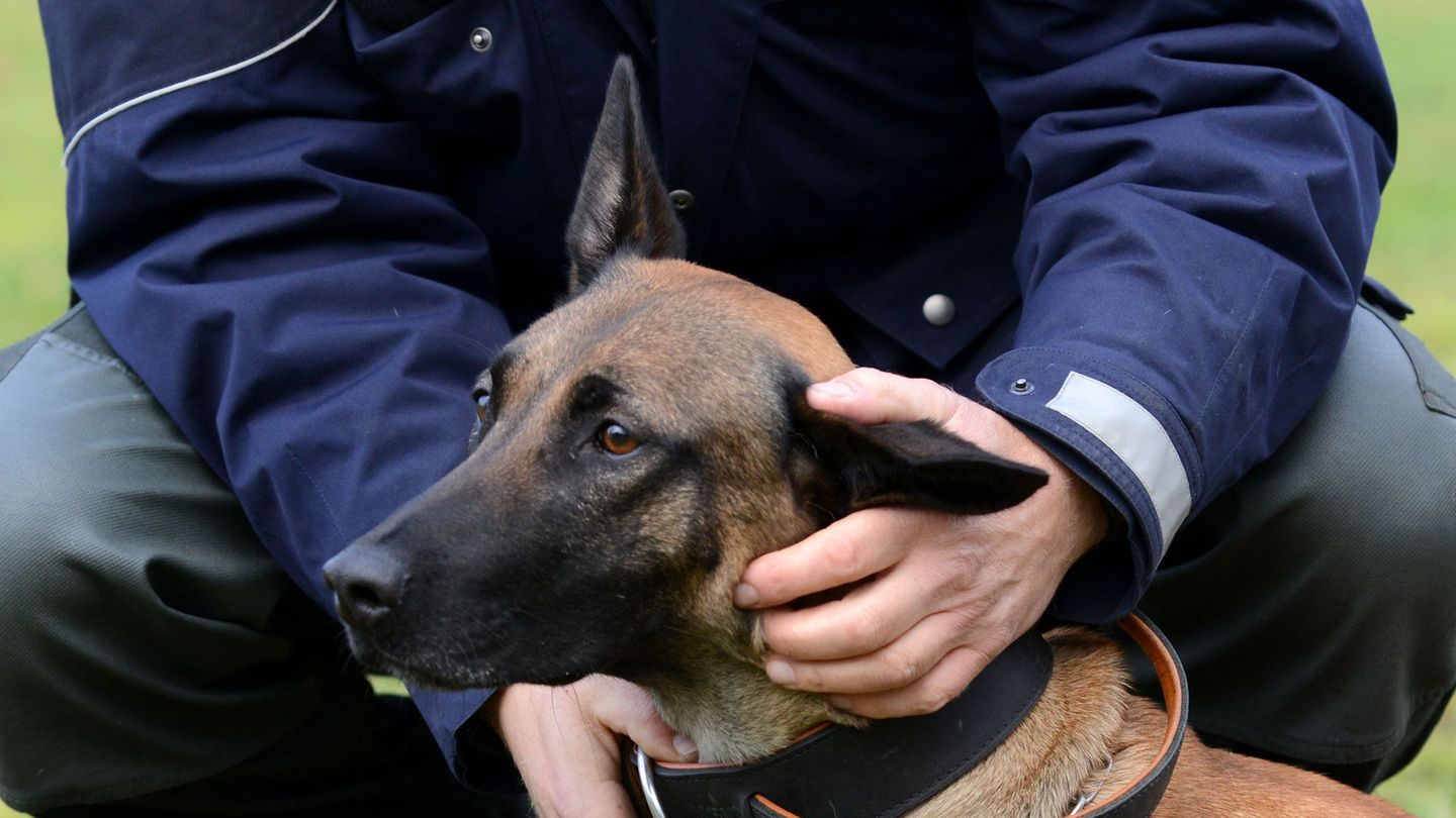 Bestenauslese: Wenn es zur Polizeihunde-Laufbahn nicht reicht