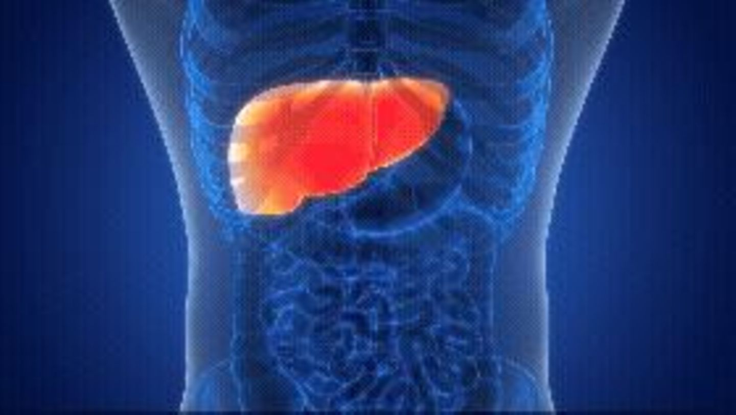 Fataler Essrhythmus: „Unsere Leber braucht Pausen“