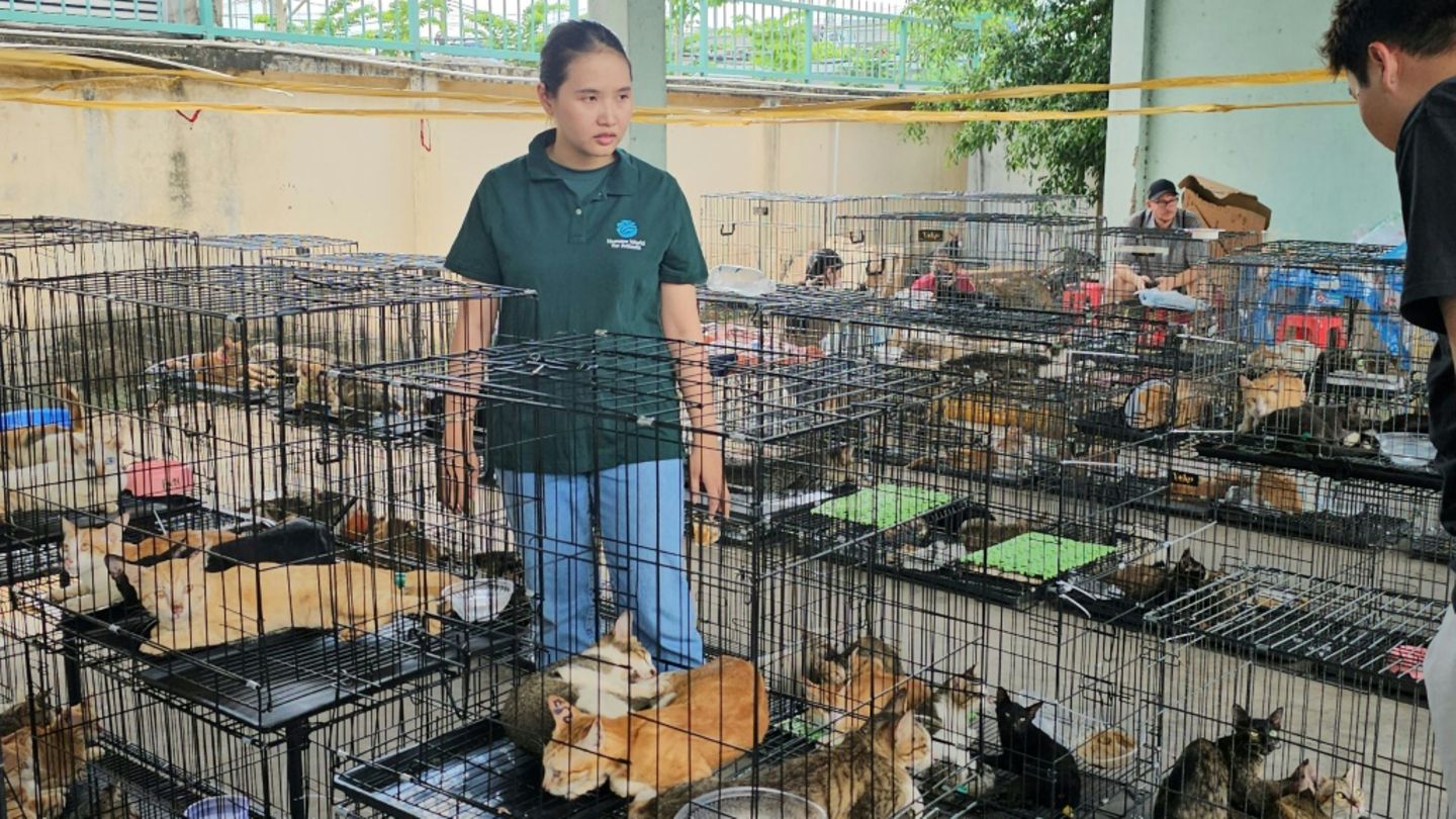Polizei in Vietnam zerschlägt Katzenfleisch-Netzwerk