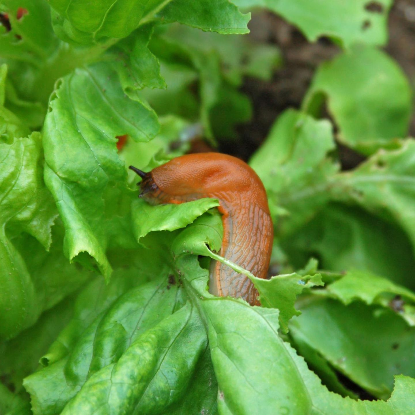 Garten: So schützen Sie Ihr Gemüse vor Schnecken – mit einem Mittel aus dem Gewürzregal