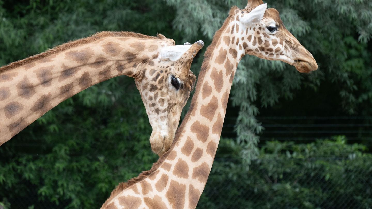 Tiere: Mehr Platz für Giraffen und Zebras – neue Anlage in Dresden