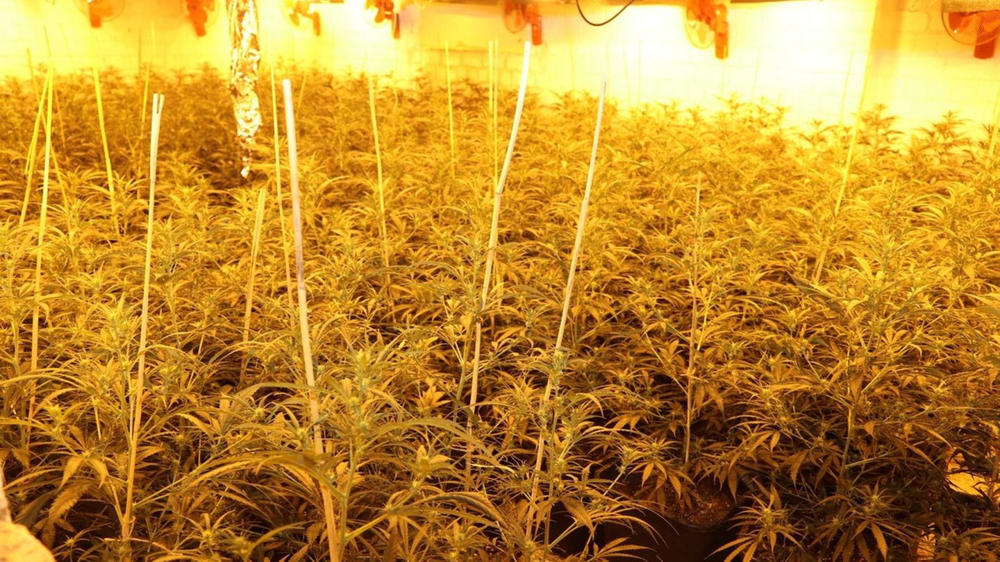 Drogen: Rohrbruch gemeldet – Polizei entdeckt Cannabisplantage