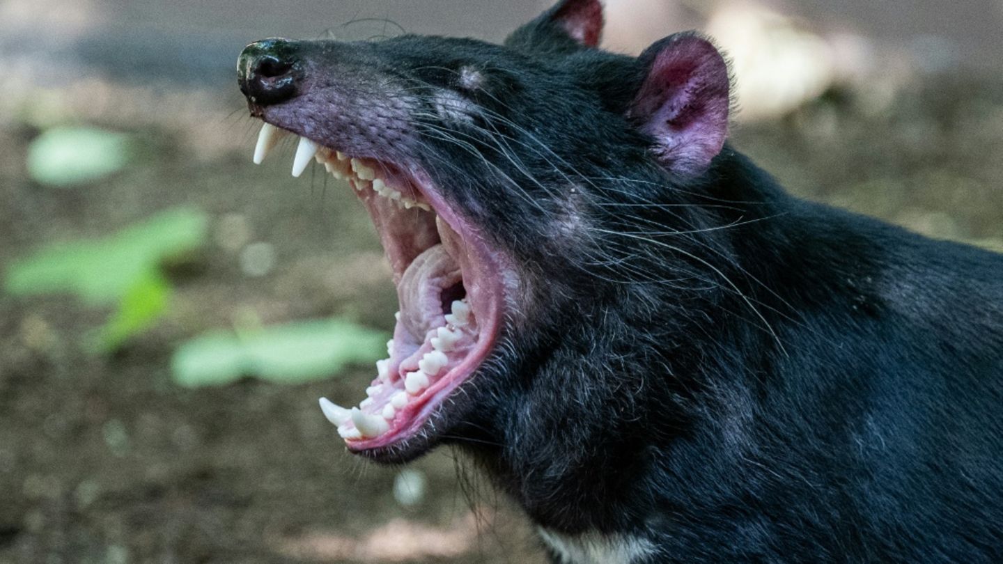 Ausgebüxter Tasmanischer Teufel in Australien nach zwei Wochen wiedergefunden