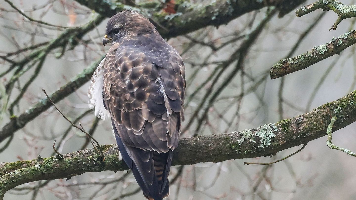 Tierischer-Einsatz-Verletzter-Bussard-aus-Gleis-im-Kieler-Hauptbahnhof-gerettet