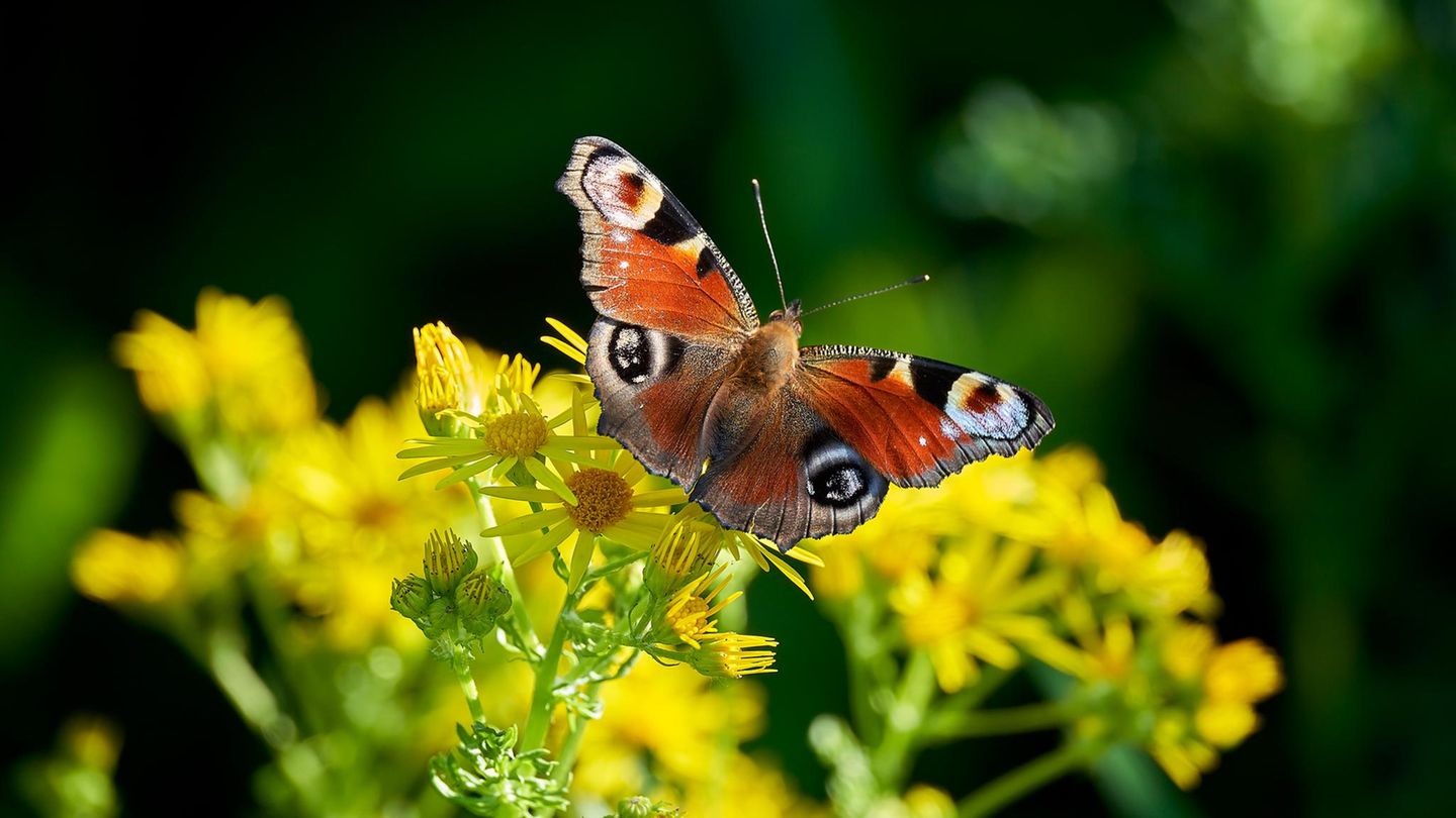 Sommerhitze: Schmetterlinge und Bienen vor dem Verdursten retten – ganz einfach