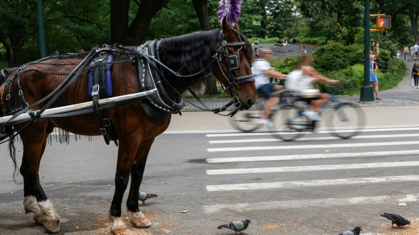 18-Jähriger bei Unfall mit Pferdekutsche im New Yorker Central Park gestorben