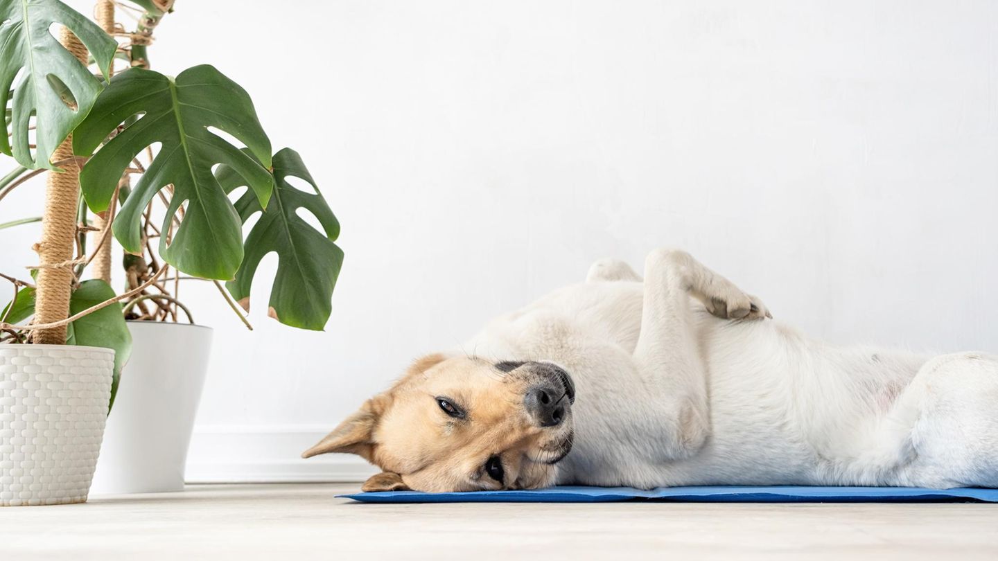 Für heiße Tage: Matte für Hunde mit selbstkühlendem Gel jetzt 42 Prozent günstiger