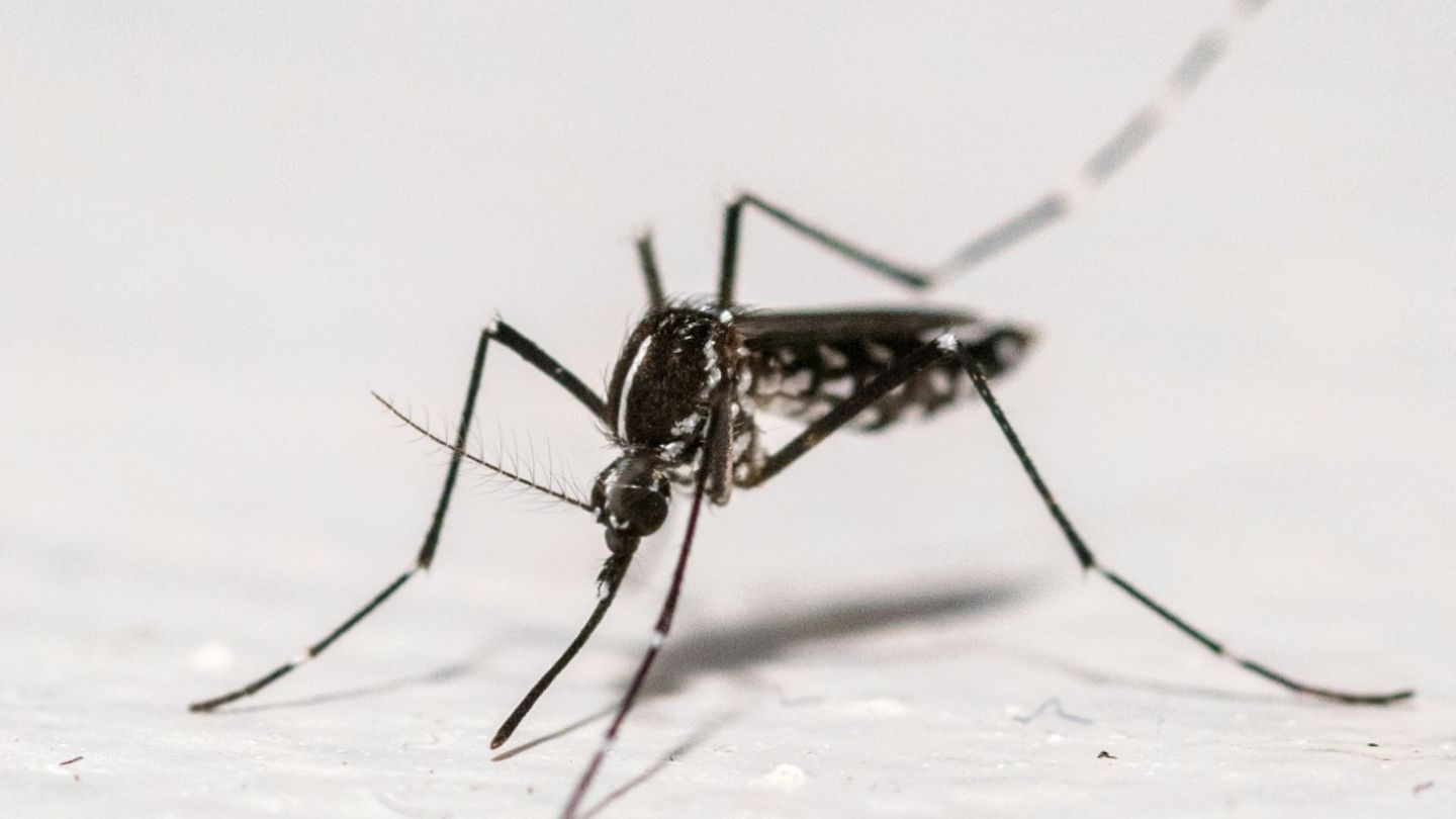 RKI rechnet mit Ausbreitung des West-Nil-Virus