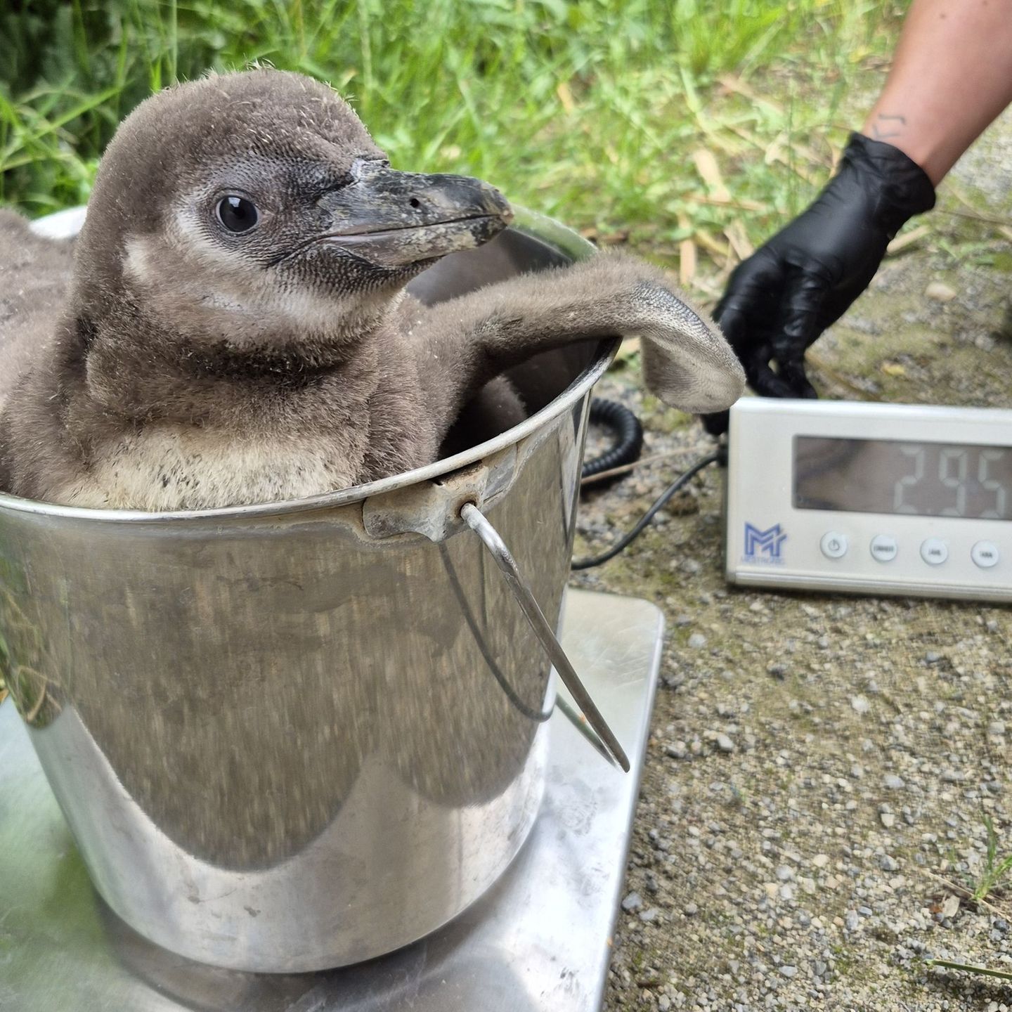 Krefelder Zoo: Seltener Nachwuchs: Humboldt-Pinguine in Krefeld geschlüpft
