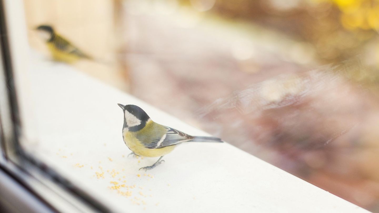 Tierschutz: Warum fliegen Vögel gegen Scheiben – und wie kann man das verhindern?