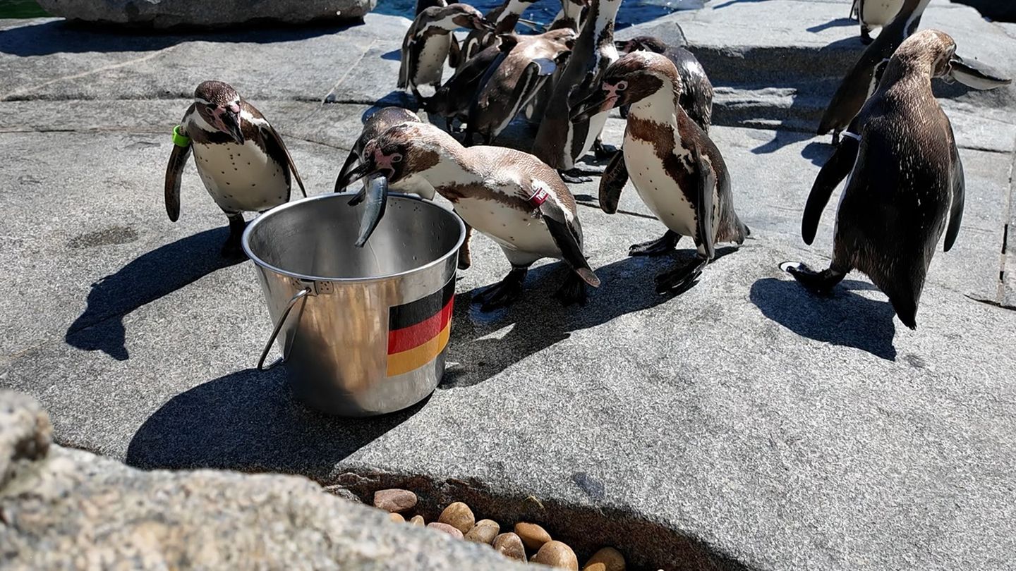 Orakel-Stinktiere-Papagei-und-Bakterien-tippen-auf-WM-Spiele