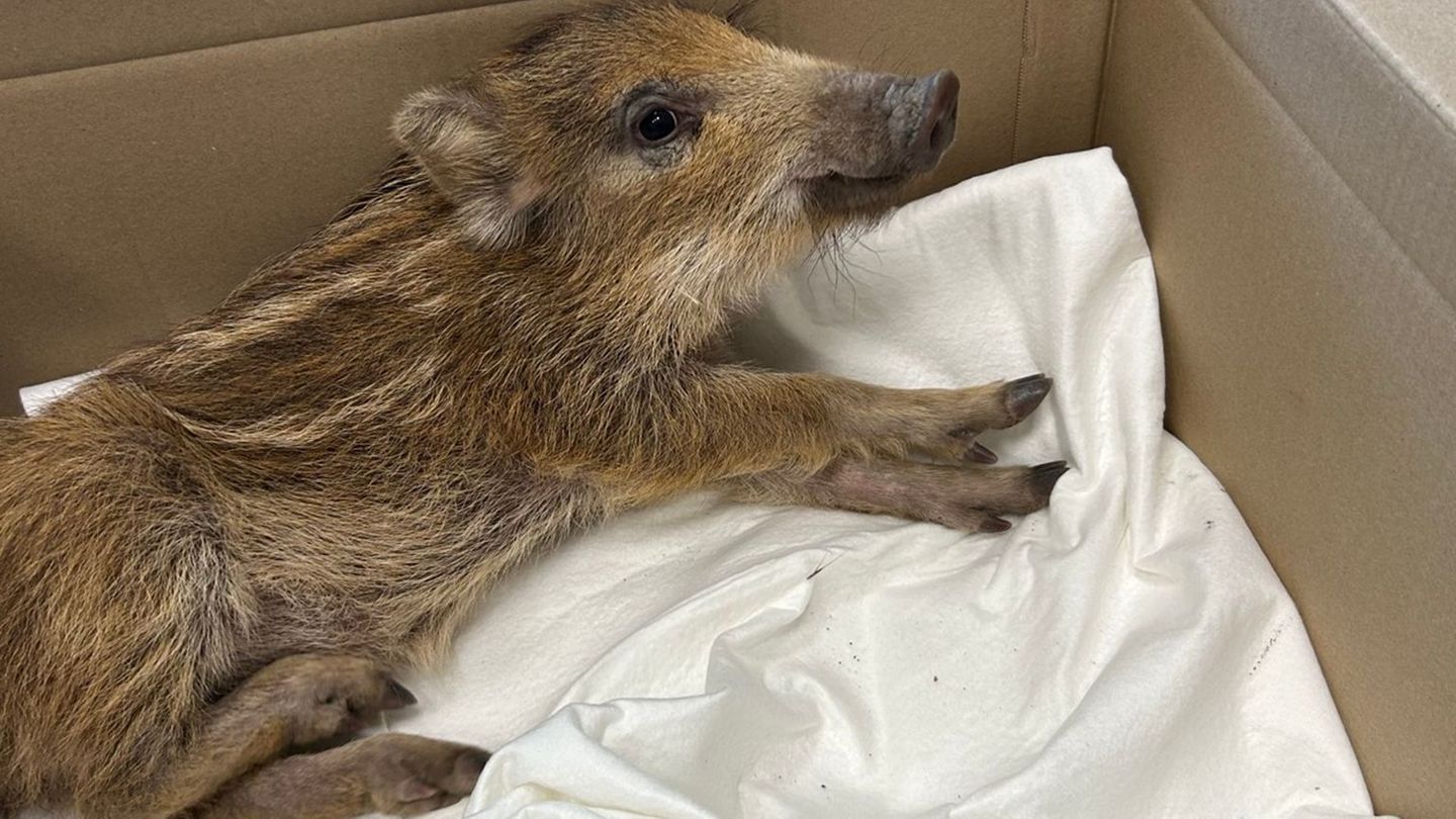 Tiere: Polizei fängt Wildschwein mitten in Idar-Oberstein ein