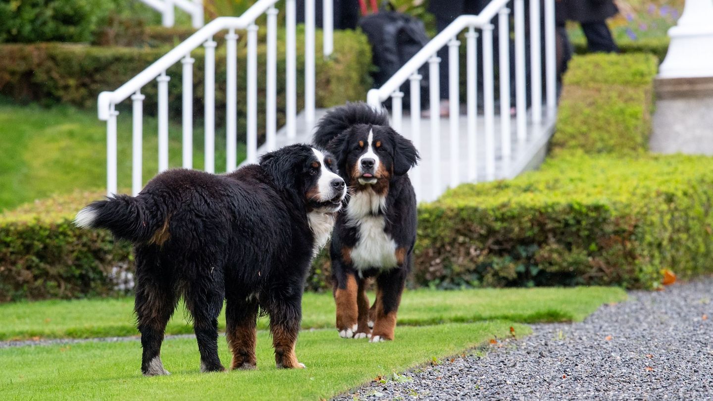 Wenn Hunde beißen: Nach Hundebiss an Kind: Welche Regeln gelten für Halter?