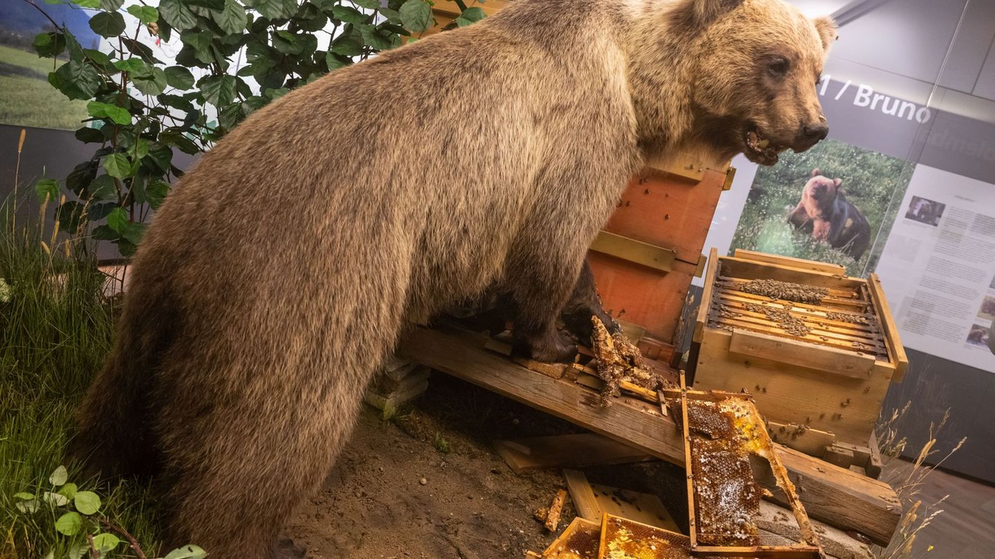 Bärenstreit: Braunbär Bruno im Museum: Freiheitssymbol und Schaustück