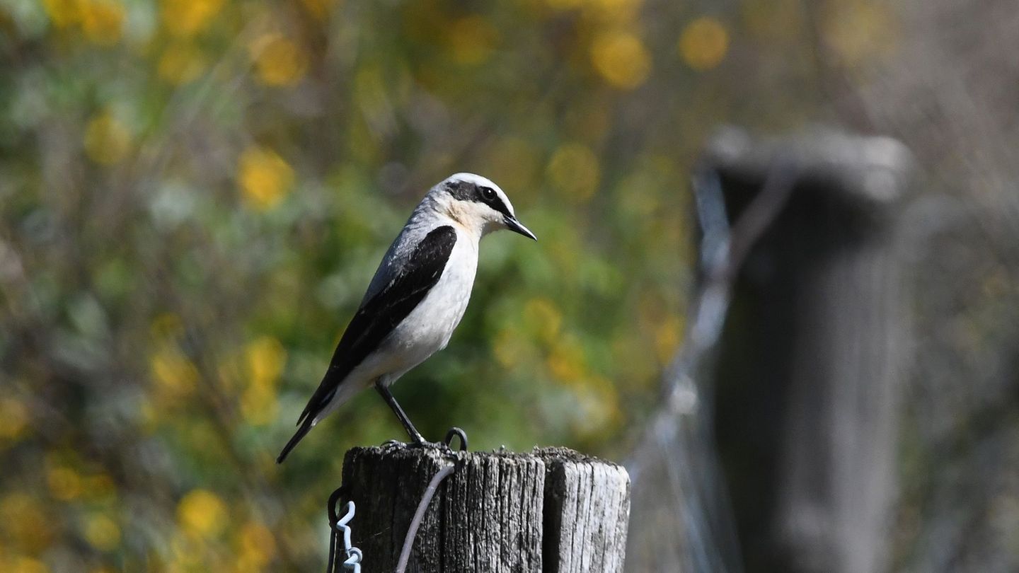 Umweltschutz: Deponie neue Heimat für bedrohten Vogel Steinschmätzer