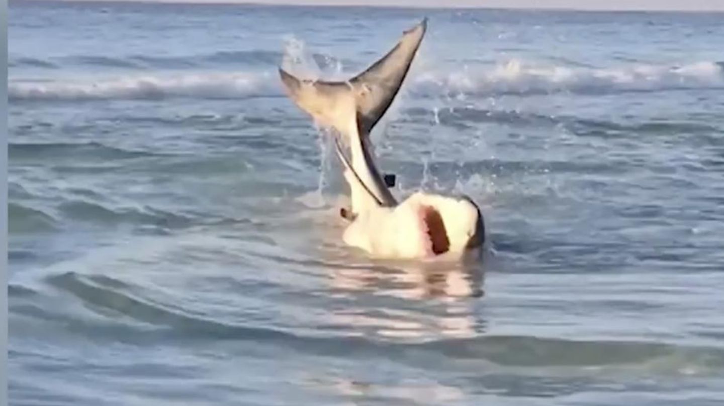 Florida: Auf Sandbank gefangen: Influencerin findet Hai im Todeskampf