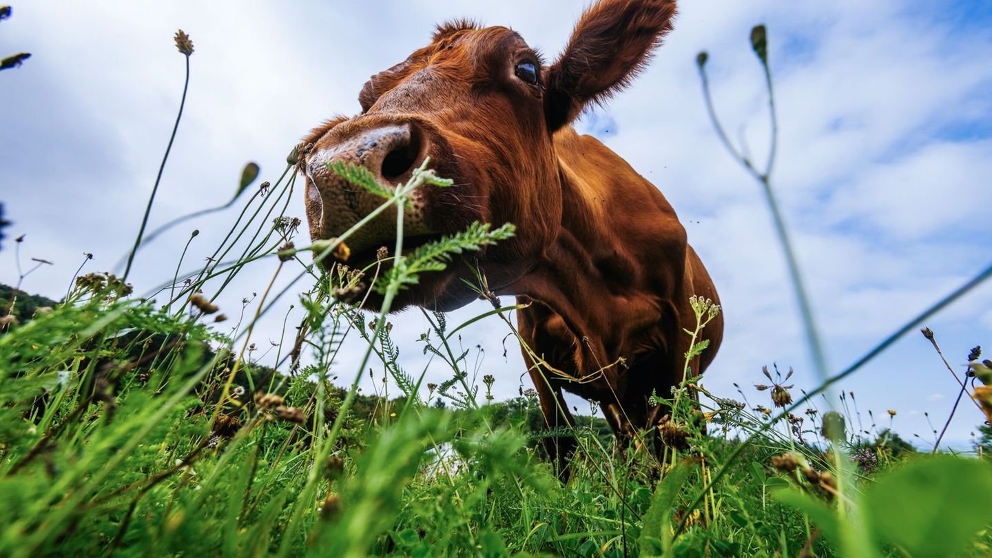 Tiere: Dreister Diebstahl: Rinder auf dem Trockenen